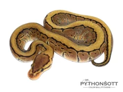 !!! VÁNČNÍ AKCE !!! KRAJTA KRÁLOVSKÁ - Python regius !!! SLEVA -25% NA VŠE !!!