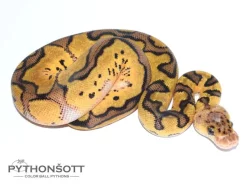 !!! VÁNČNÍ AKCE !!! KRAJTA KRÁLOVSKÁ - Python regius !!! SLEVA -25% NA VŠE !!!