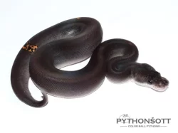 !!! VÁNČNÍ AKCE !!! KRAJTA KRÁLOVSKÁ - Python regius !!! SLEVA -25% NA VŠE !!!