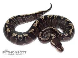 !!! VÁNČNÍ AKCE !!! KRAJTA KRÁLOVSKÁ - Python regius !!! SLEVA -25% NA VŠE !!!