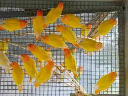 Agapornis ružovohrdly