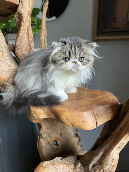 Chovatelská stanice RELLA.cz