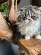 Chovatelská stanice RELLA.cz