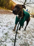 Dion, kříženec, 10 měsíců