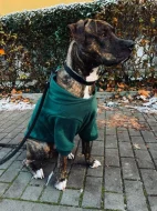 Dion, kříženec, 10 měsíců