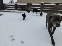 Cane Corso