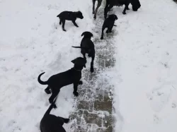 Cane Corso