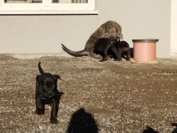 Cane Corso