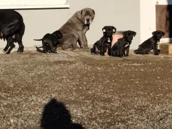 Cane Corso