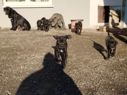 Cane Corso