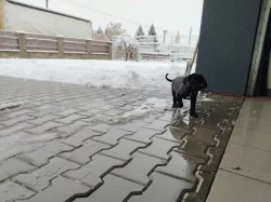 Cane Corso