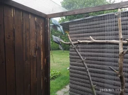 prodám alexandry malé