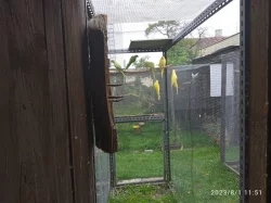 prodám alexandry malé