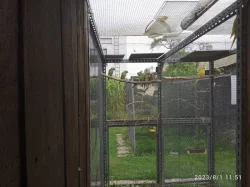 prodám alexandry malé