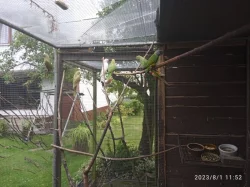 prodám alexandry malé