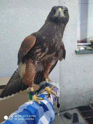Káňe harrisovo ( Parabuteo unicinctus ) Samice