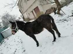 Úžasná mulka