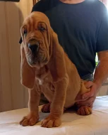 Bloodhound štěňata s PP