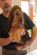 Bloodhound štěňata s PP