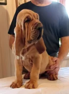 Bloodhound štěňata s PP