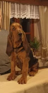Bloodhound štěňata s PP