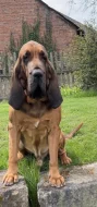 Bloodhound štěňata s PP