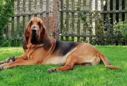 Bloodhound štěňata s PP