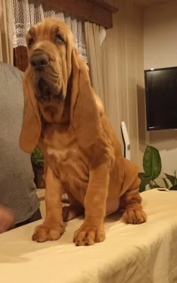 Bloodhound štěňata s PP