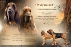 Bloodhound štěňata s PP