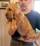 Bloodhound štěňata s PP