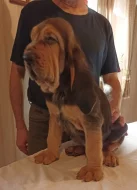Bloodhound štěňata s PP