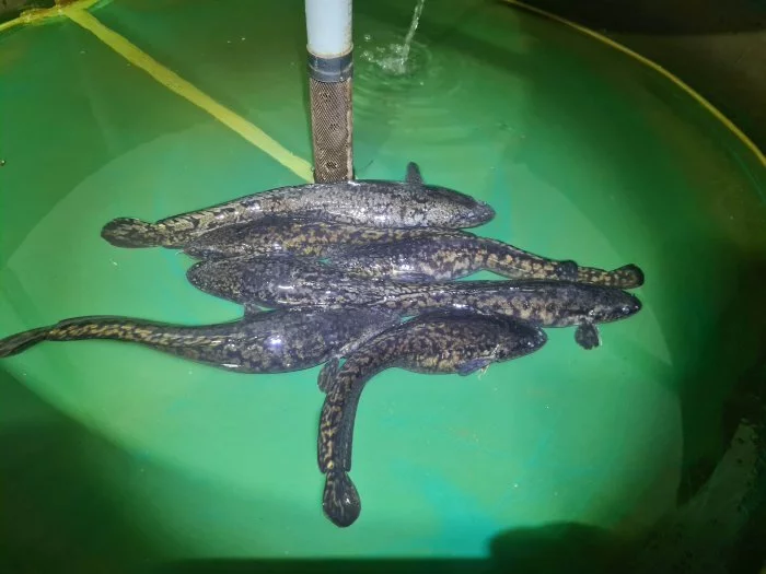 Chovné hejno mníka