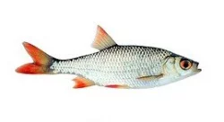 Nástražní rybičky