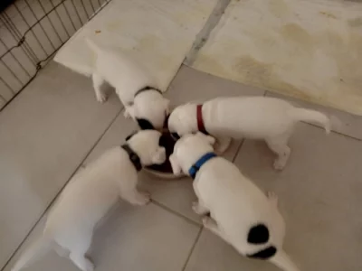 Prodám štěňata Jack Russell teriér