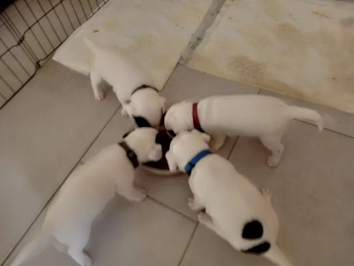 Prodám štěňata Jack Russell teriér