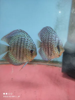 Terčovec_discus dospělé.