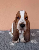 Nabízím štěňata bassetů s PP