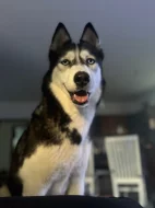 Sibirsky husky cistokrevne bez pp