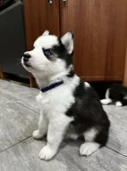 Sibirsky husky cistokrevne bez pp