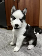 Sibirsky husky cistokrevne bez pp