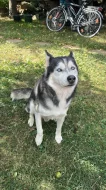 Sibirsky husky cistokrevne bez pp