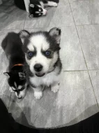 Sibirsky husky cistokrevne bez pp