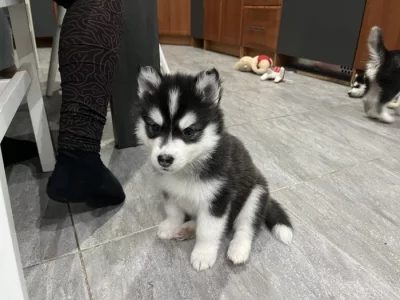 Sibirsky husky cistokrevne bez pp