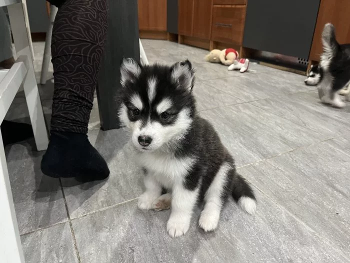 Sibirsky husky cistokrevne bez pp