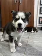 Sibirsky husky cistokrevne bez pp