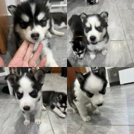 Sibirsky husky cistokrevne bez pp