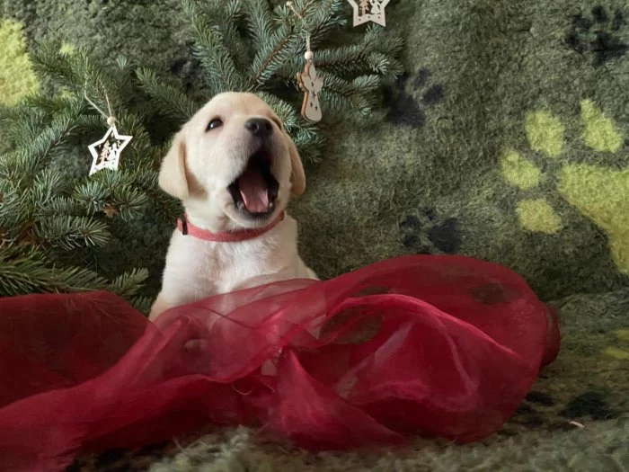 Labradorský retrievr, nádherná štěňátka