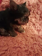 Jorkširský teriér bez PP