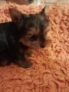 Jorkširský teriér bez PP