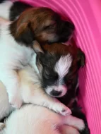 Jack Russell terier s PP